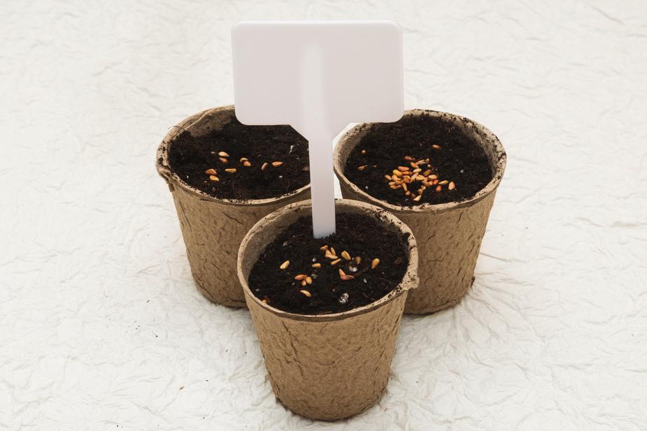 Biodegradable cardboard pots - jameswhite001