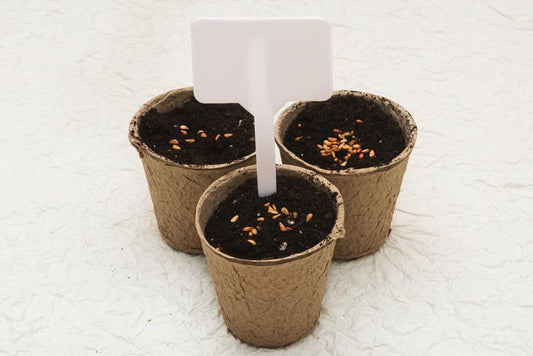 Biodegradable cardboard pots - jameswhite001