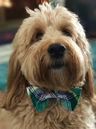 Seamuss - jameswhite001