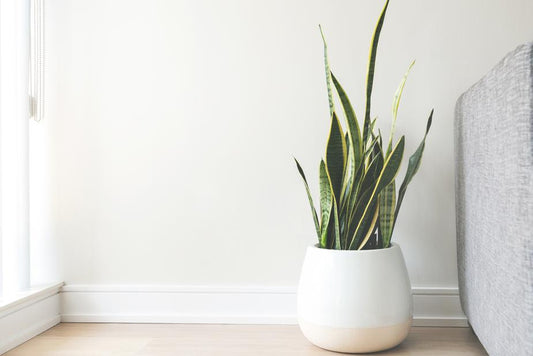 White Ceramic Pot - jameswhite001